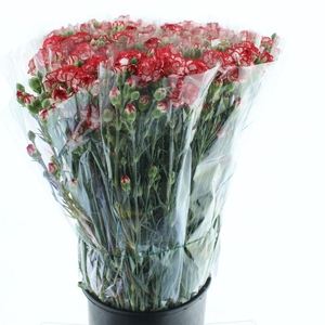 Di Tr Minueto Red White Super X200