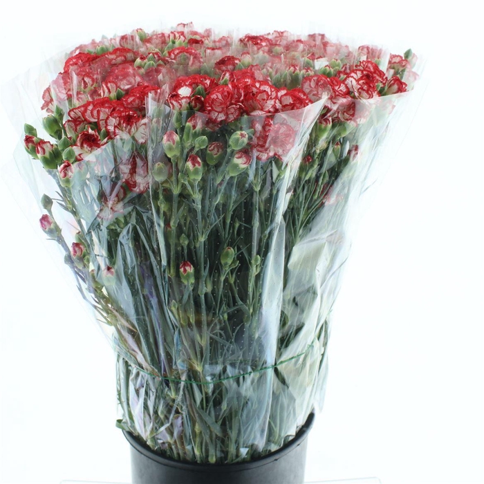 <h4>Di Tr Minueto Red White Super X150</h4>