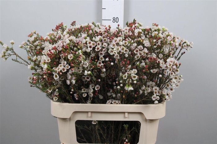 <h4>Chame Un Ella</h4>