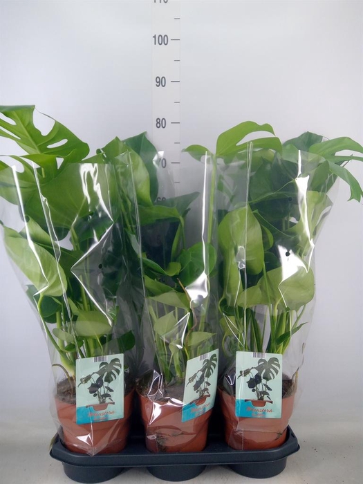 <h4>Monstera delic.</h4>