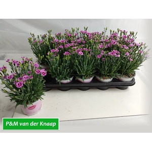 DIANTHUS PINK KISSES P12