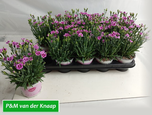 <h4>DIANTHUS PINK KISSES P12</h4>