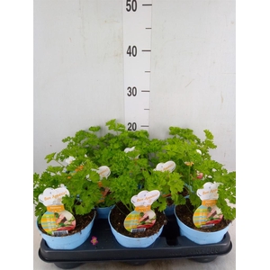 Petroselinum crispum