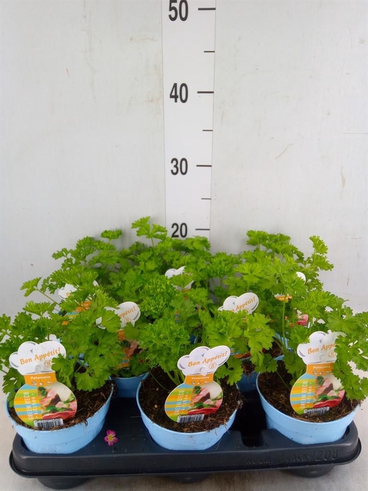 <h4>Petroselinum crispum</h4>