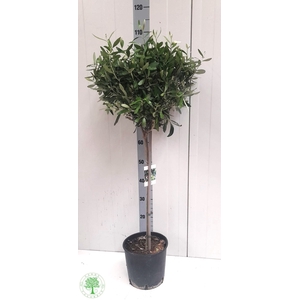 OLEA EUROPAEA