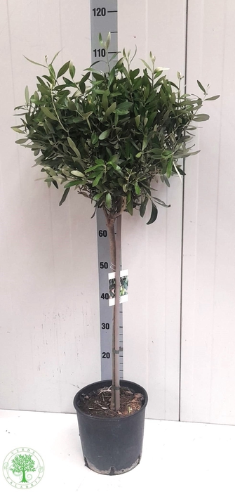 <h4>OLEA EUROPAEA</h4>