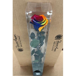 50cm Stem Rainbow Red02