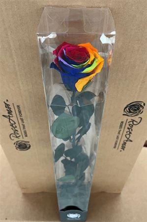50cm Stem Rainbow Red02