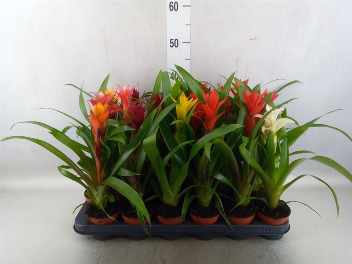 <h4>Guzmania   ...mix</h4>