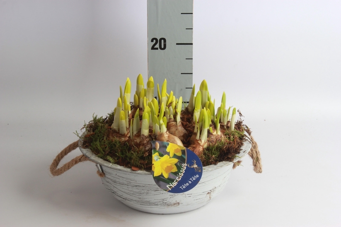 <h4>ARR NARCISSUS</h4>