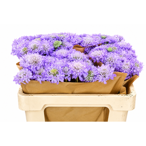 Scabiosa Scoop Focal Lavender