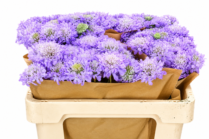 <h4>Scabiosa Scoop Focal Lavender</h4>