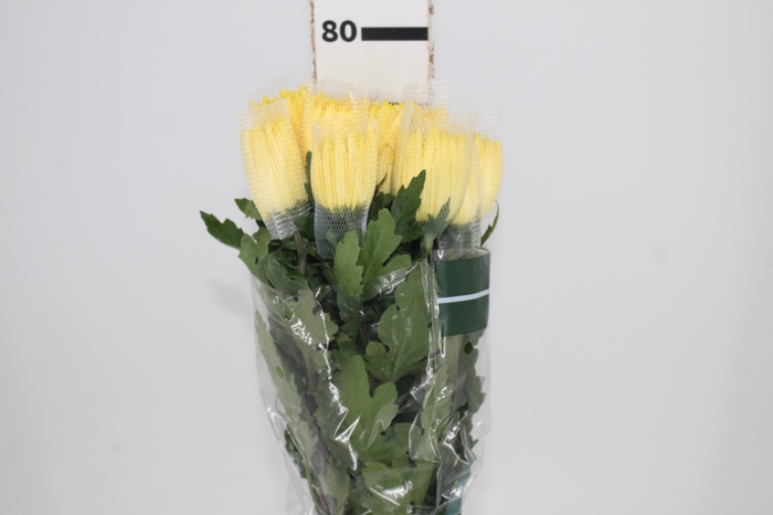 <h4>ANASTASIA SUNNY 080 CM AMARELO</h4>