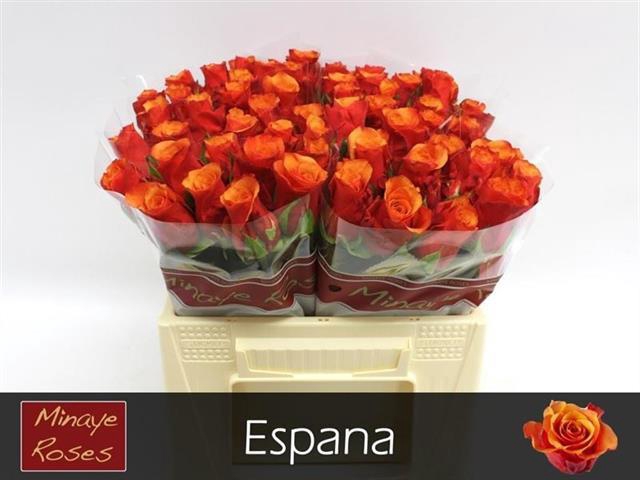 <h4>R GR ESPANA@</h4>