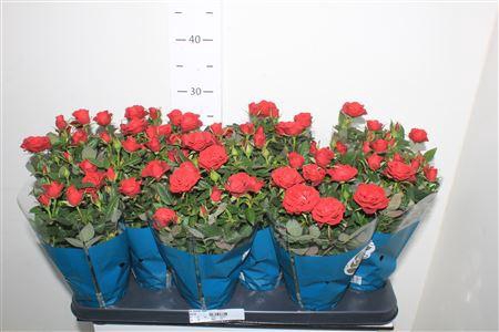 <h4>Ro Rome Star</h4>