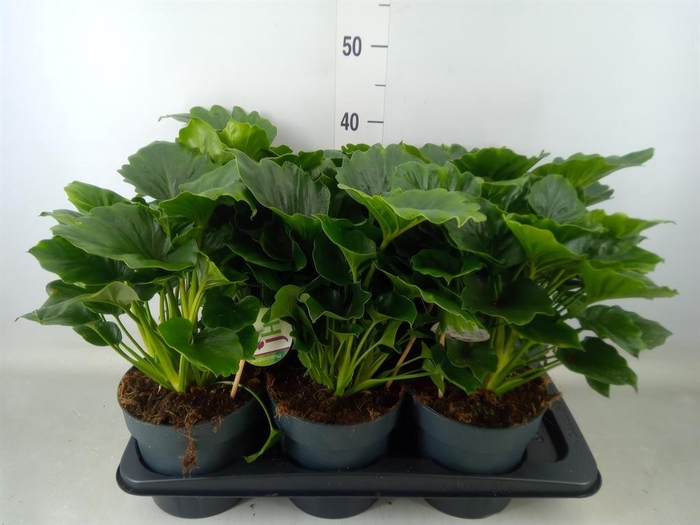 <h4>Philodendron   ...</h4>