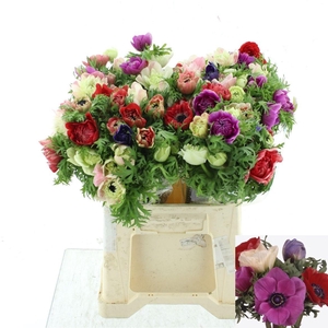 ANEM CO FULLSTAR GEM