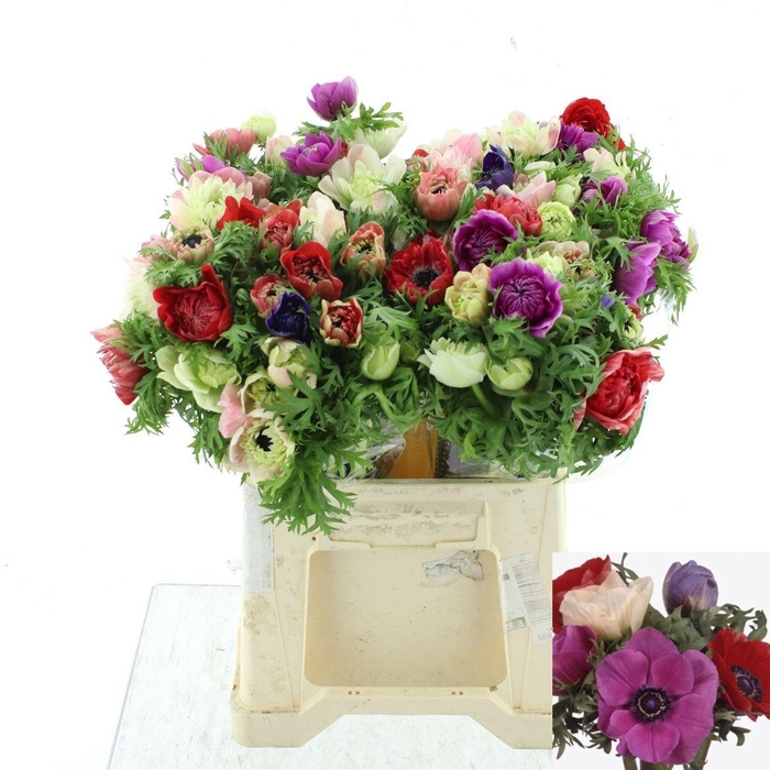 <h4>ANEM CO FULLSTAR GEM</h4>