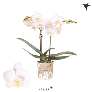 Kolibri Orchids Phalaenopsis Norway 2 spike