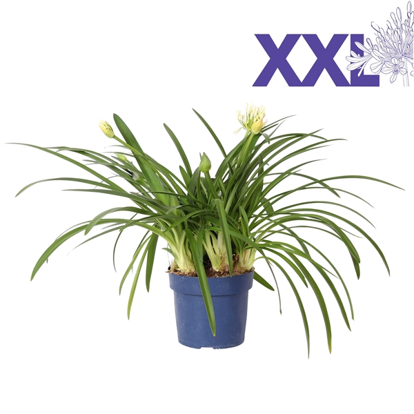 <h4>Agapanthus 7 stek pot 32 wit grootbloemig knop in gewas</h4>