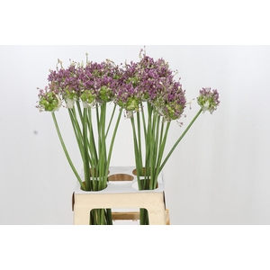 Allium Green Drops