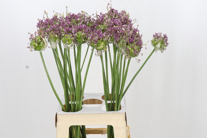 <h4>Allium Green Drops</h4>