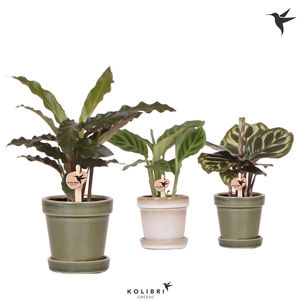 Kolibri Greens Calathea mix in Flower pot mix