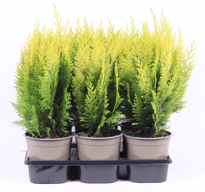 Chamaecyparis lawsoniana 'Stardust'