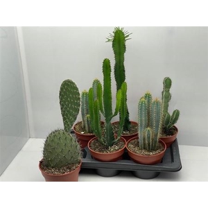 Cactus Gem