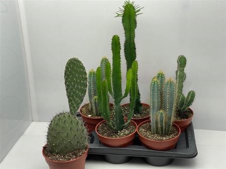 <h4>Cactus Gem</h4>