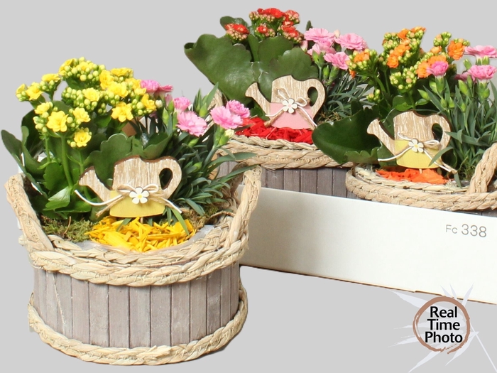 <h4>ARR TUINPLANTEN</h4>