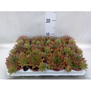 Sempervivum   ...