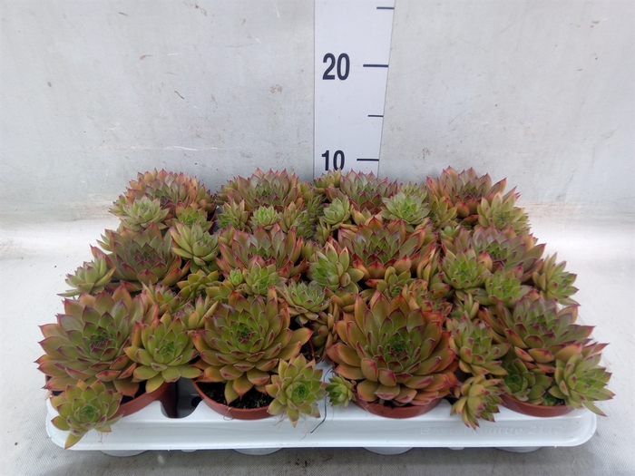 <h4>Sempervivum   ...</h4>