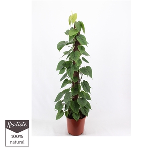 philodendron scandens 120 Kratiste klimstok