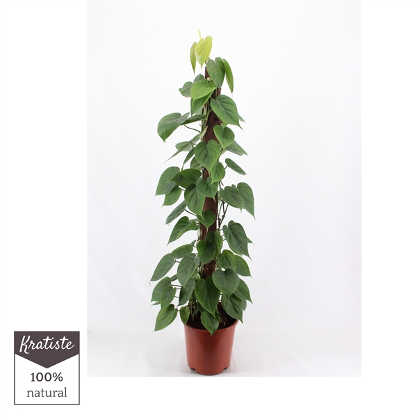 <h4>philodendron scandens 120 Kratiste klimstok</h4>