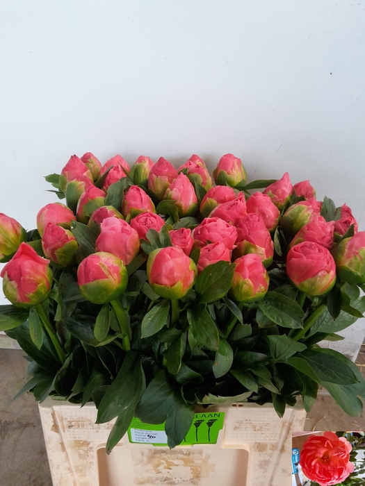 <h4>PAEO CORAL SUNSET</h4>