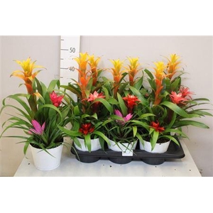 Arr Bromelia