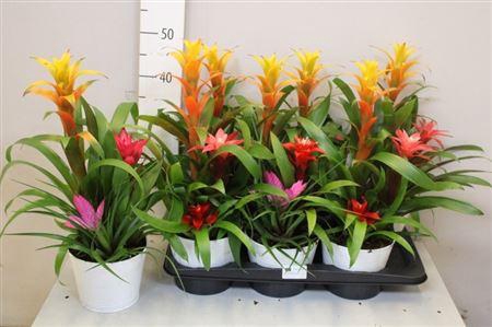 <h4>Arr Bromelia</h4>