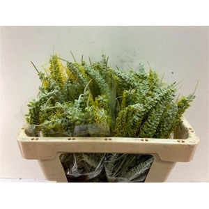 Grevillea 'Sandra Gordon'