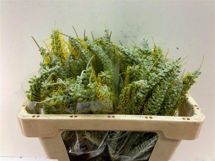 <h4>Grevillea 'Sandra Gordon'</h4>