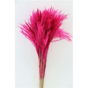 Dried Stipa Feather Cerise P. Stem