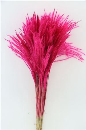 Dried Stipa Feather Cerise P. Stem