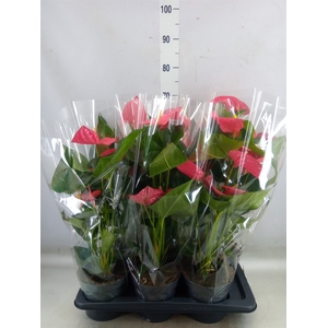 Anthurium  'Karma Pink'