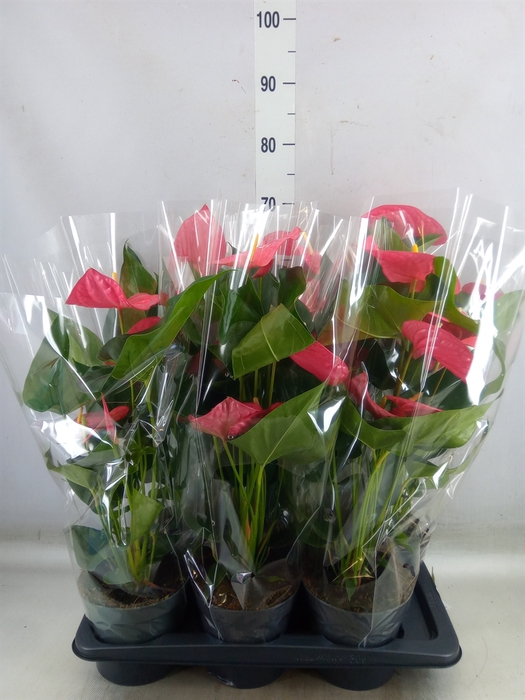 <h4>Anthurium  'Karma Pink'</h4>