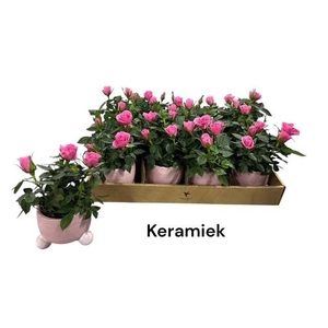 ARR ROSA POT