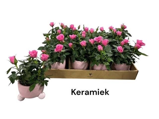 <h4>ARR ROSA POT</h4>