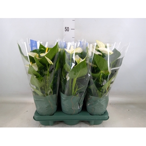 Anthurium  'Karma White'