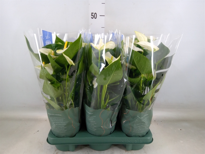 <h4>Anthurium  'Karma White'</h4>