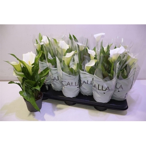 arr8 Zant Capt Fresco