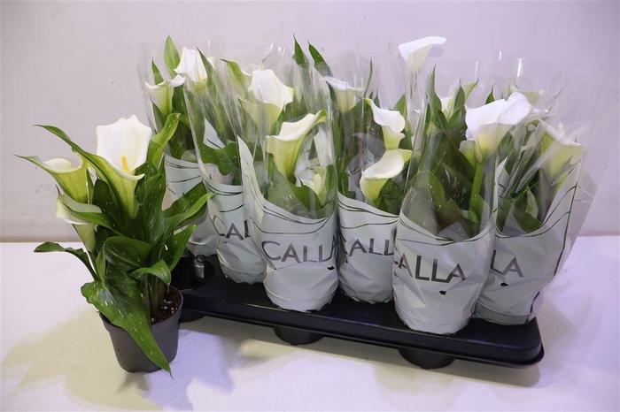 <h4>arr8 Zant Capt Fresco</h4>